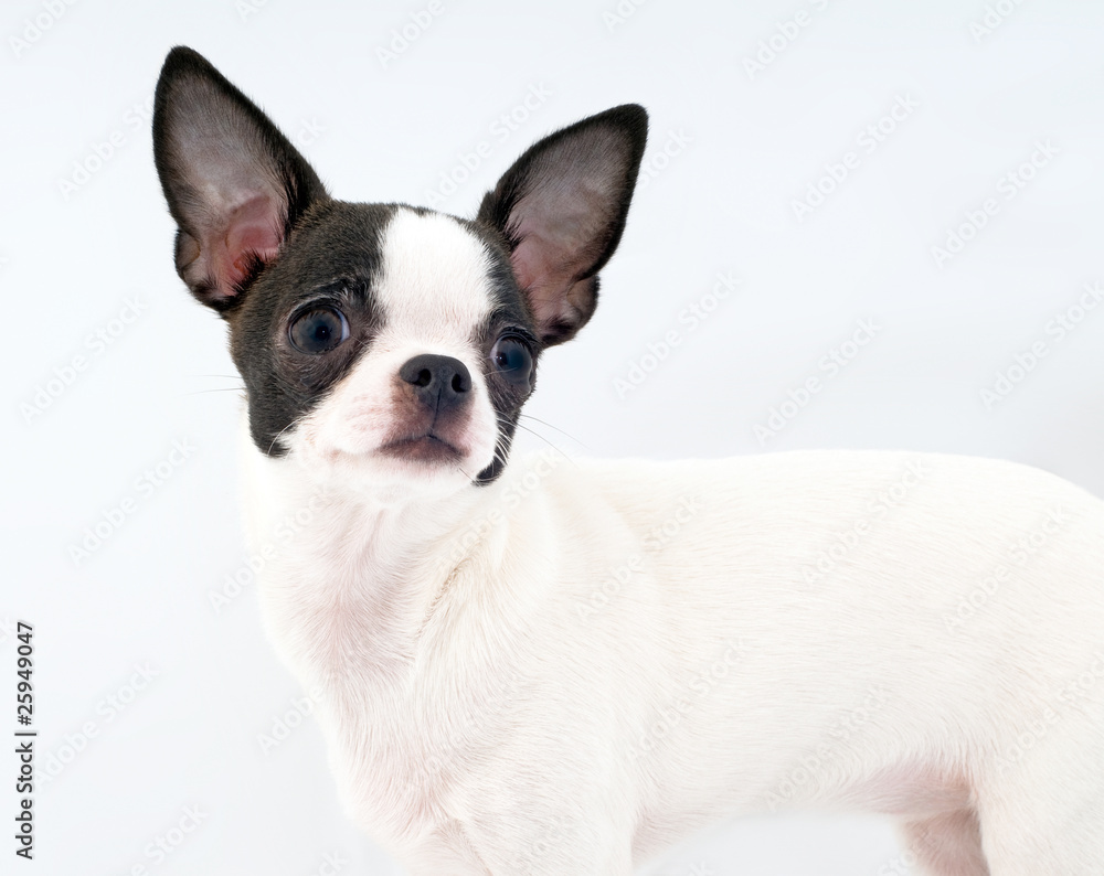 white with black chihuahua portrait