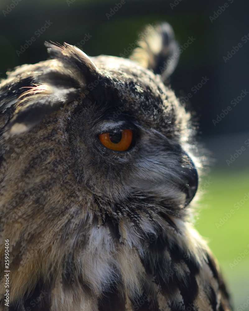 Fototapeta premium Uhu