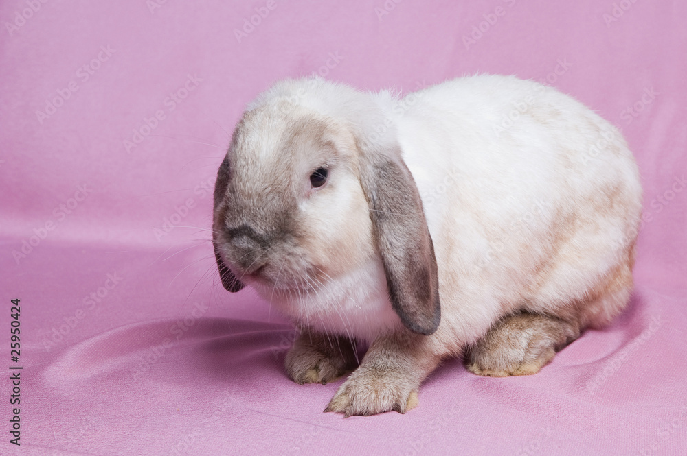 Small fluffy rabbit Small fluffy rabbit