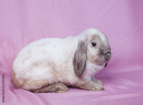 Small fluffy rabbit