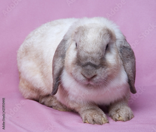 Small fluffy rabbit