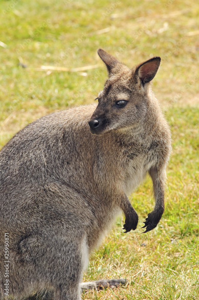 Wallaby