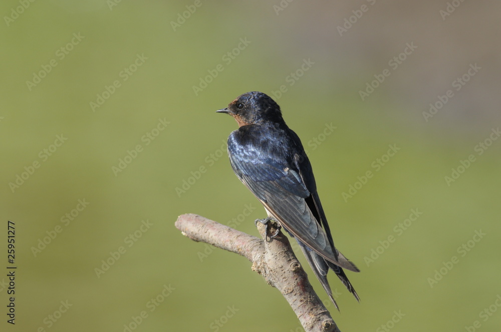 Barn Swallow (Hirundo rustica) Barn Swallow (Hirundo rustica)