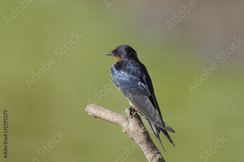 Barn Swallow (Hirundo rustica) © PROMA
