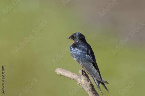 Barn Swallow (Hirundo rustica)