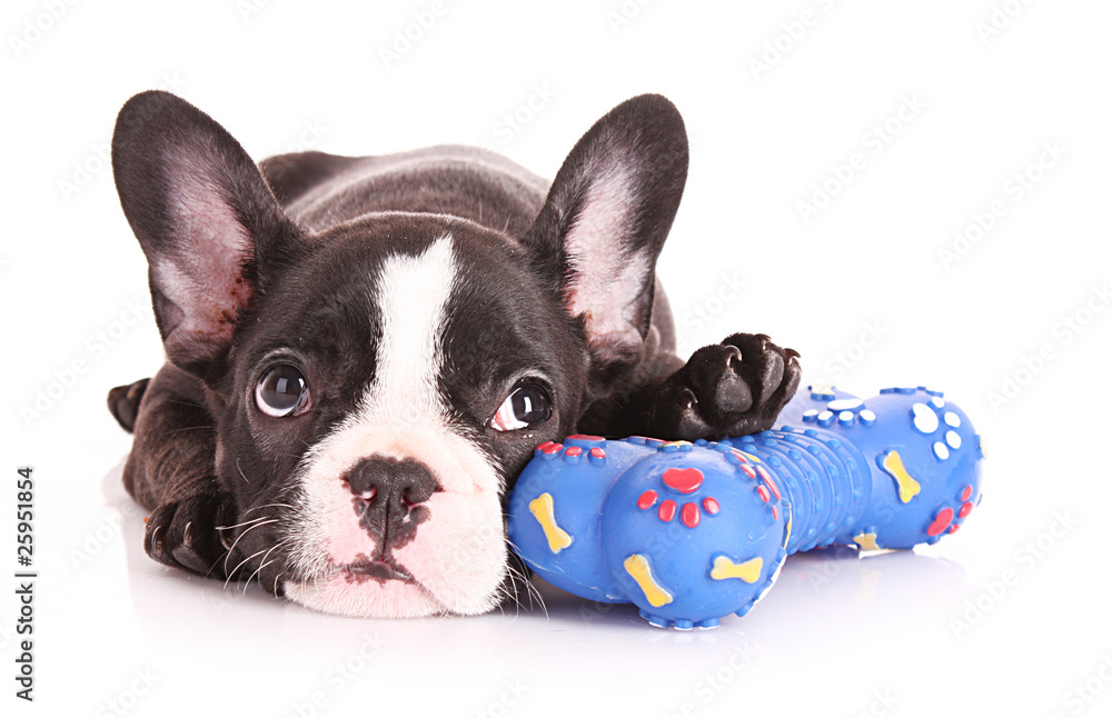 Young bulldog with toy isolated on white