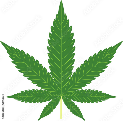 cannabis