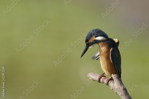 The Common Kingfisher (Alcedo atthis) photo