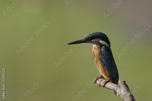 The Common Kingfisher (Alcedo atthis)