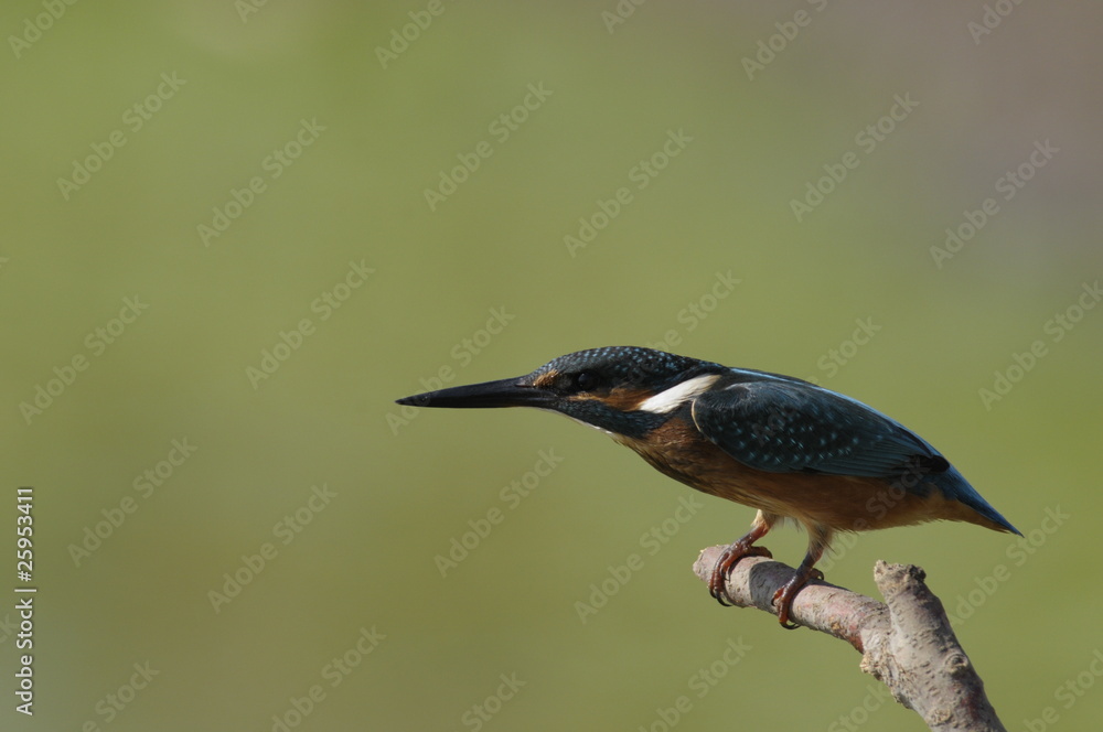 The Common Kingfisher (Alcedo atthis) The Common Kingfisher (Alcedo atthis)