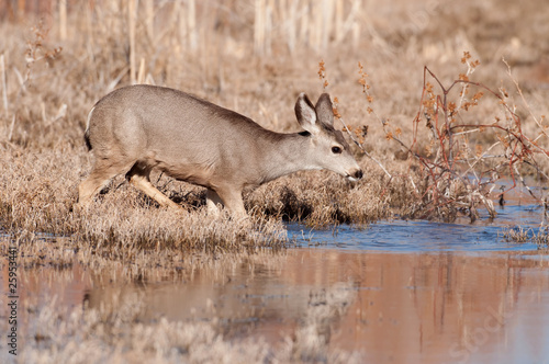Mule deer doe crossing stream
