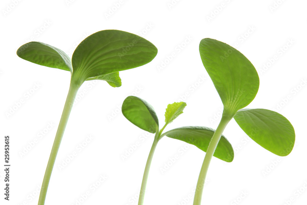 Young plant Young plant