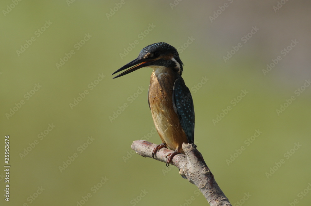 The Common Kingfisher (Alcedo atthis) The Common Kingfisher (Alcedo atthis)