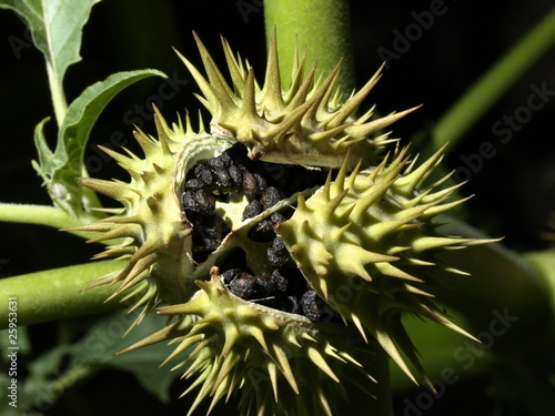Datura