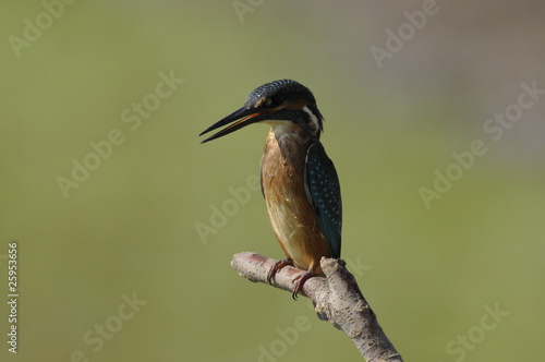 The Common Kingfisher (Alcedo atthis)