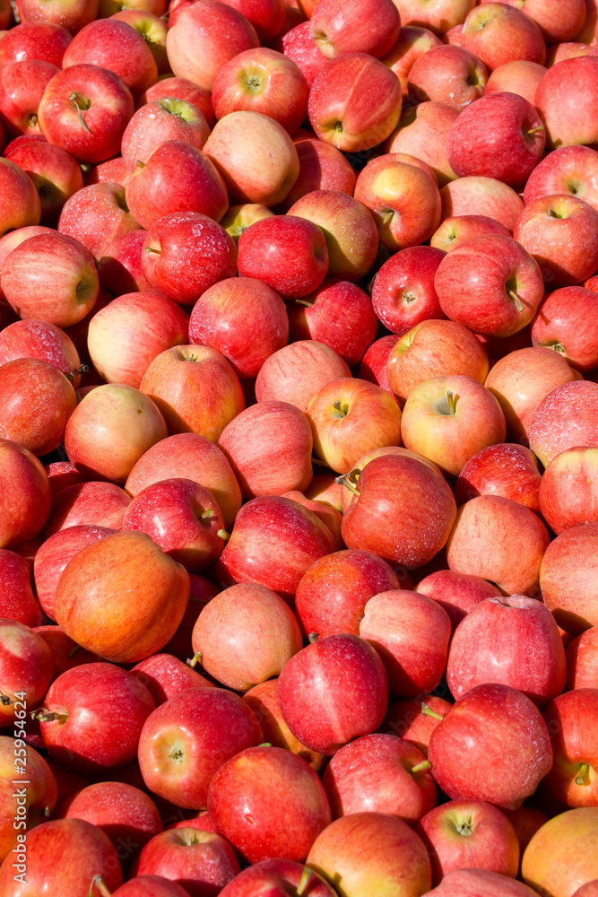 New crop of red Gala apples New crop of red Gala apples
