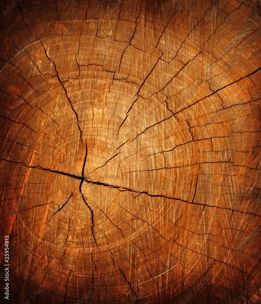 Obraz premium tekstura pnia drzewa