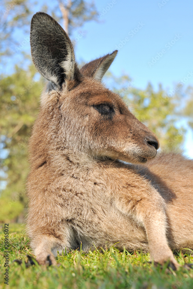 Kangaroo has a rest in a kangaroo reserve