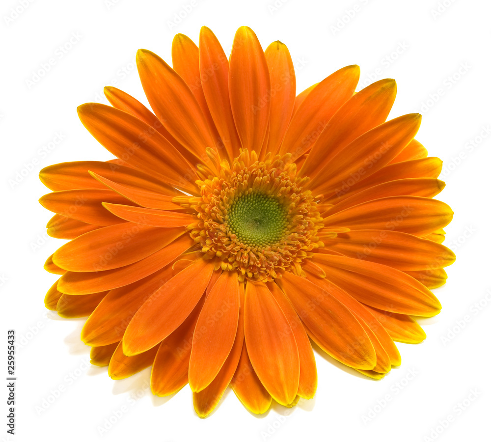 orange gerbera