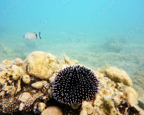 Black and white thorned sea urchin and a sheepshead passing by photo