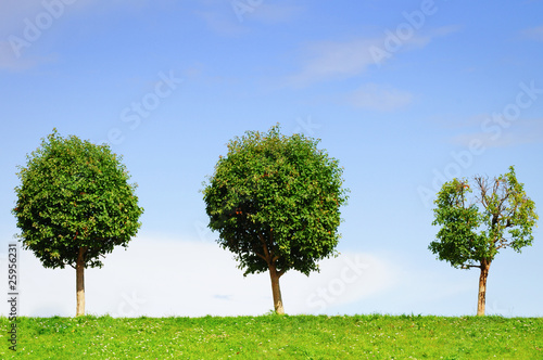 trees and grass