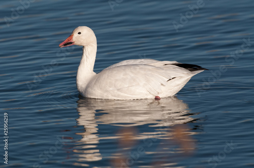 Fototapeta Naklejka Na Ścianę i Meble -  Snow goose in the water