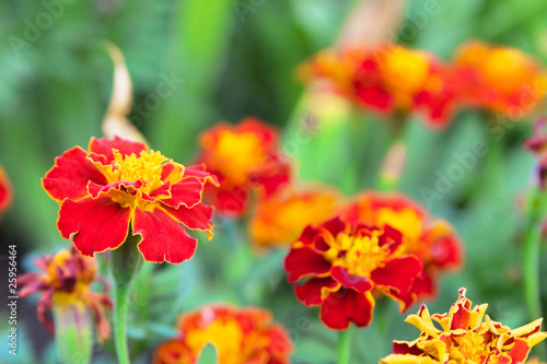 Tagetes flowers