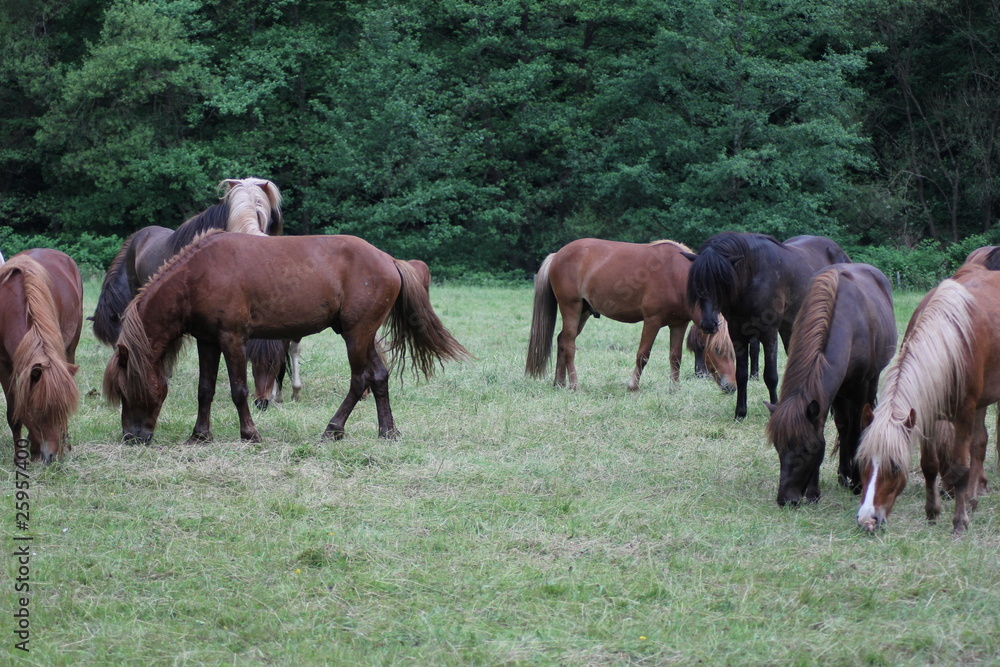 Fototapeta premium Ruhige Pferde