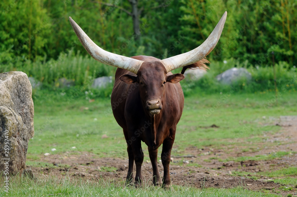 Bœuf watusi (Bos primigenius taurus) Bœuf watusi (Bos primigenius taurus)