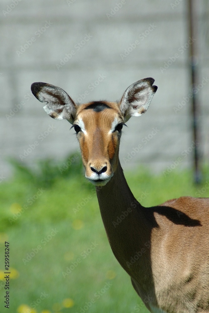 Female Impala (Aepyceros melampus)
