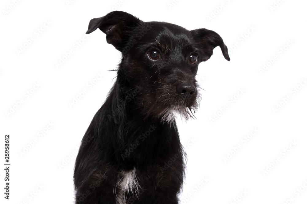 schwarzer Hund Mischling Portrait