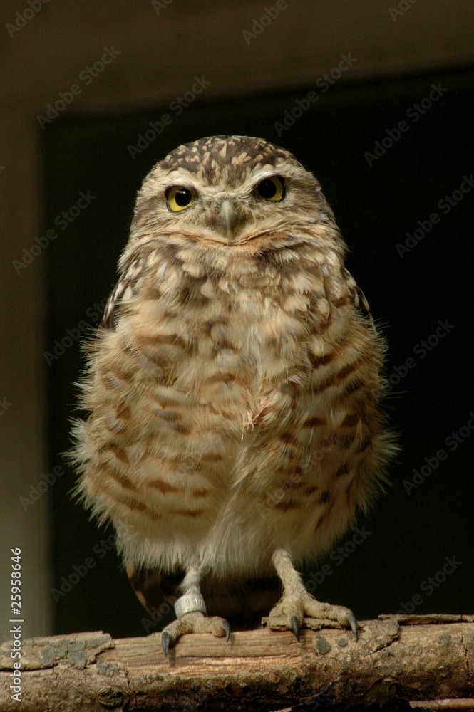 Burrowing Owl (Athene cunicularia) Burrowing Owl (Athene cunicularia)