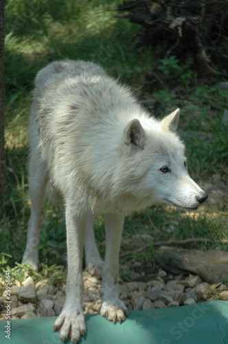 Arctic wolf  Canis lupus arctos 