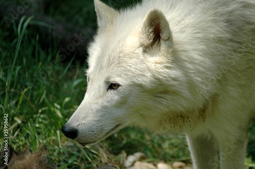 Fototapeta Naklejka Na Ścianę i Meble -  Arctic wolf (Canis lupus arctos)