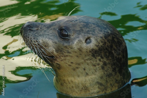 Common or harbor seal (Phoca vitullina)