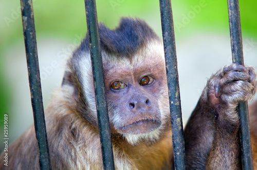Monkey species Cebus Apella behind bars © Photocreo Bednarek