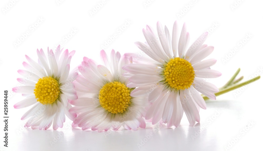 Fototapeta premium daisy flower