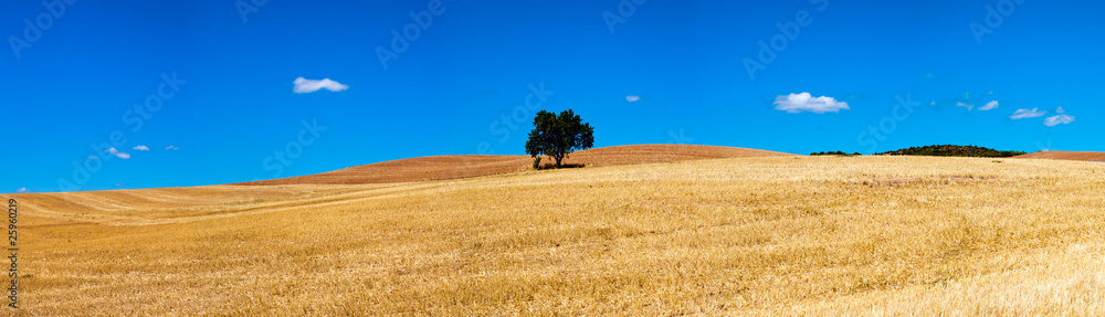 isolated tree panorama