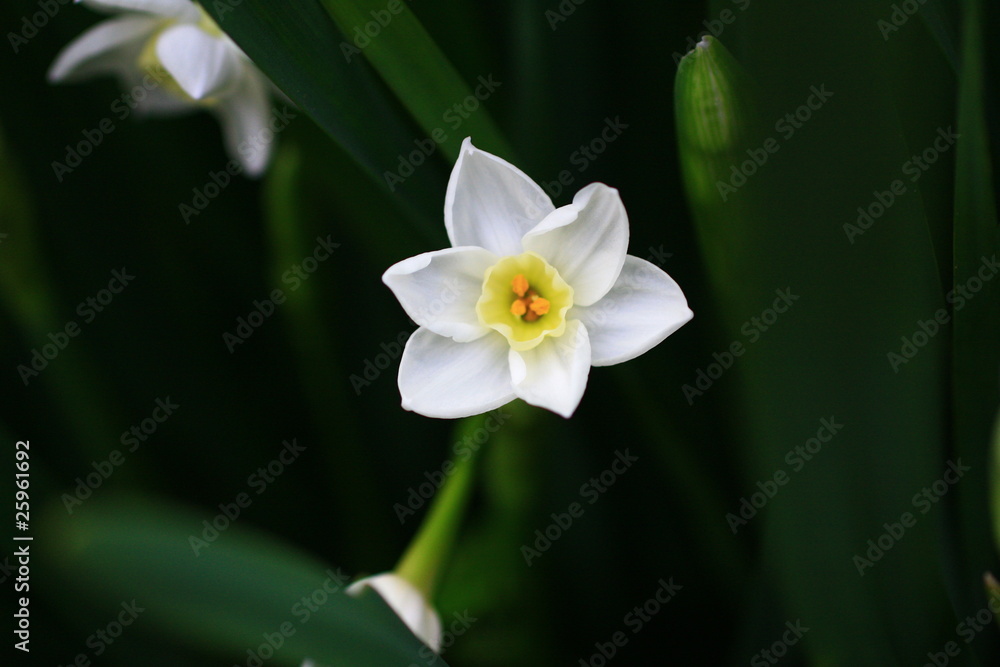 Naklejka premium 水仙