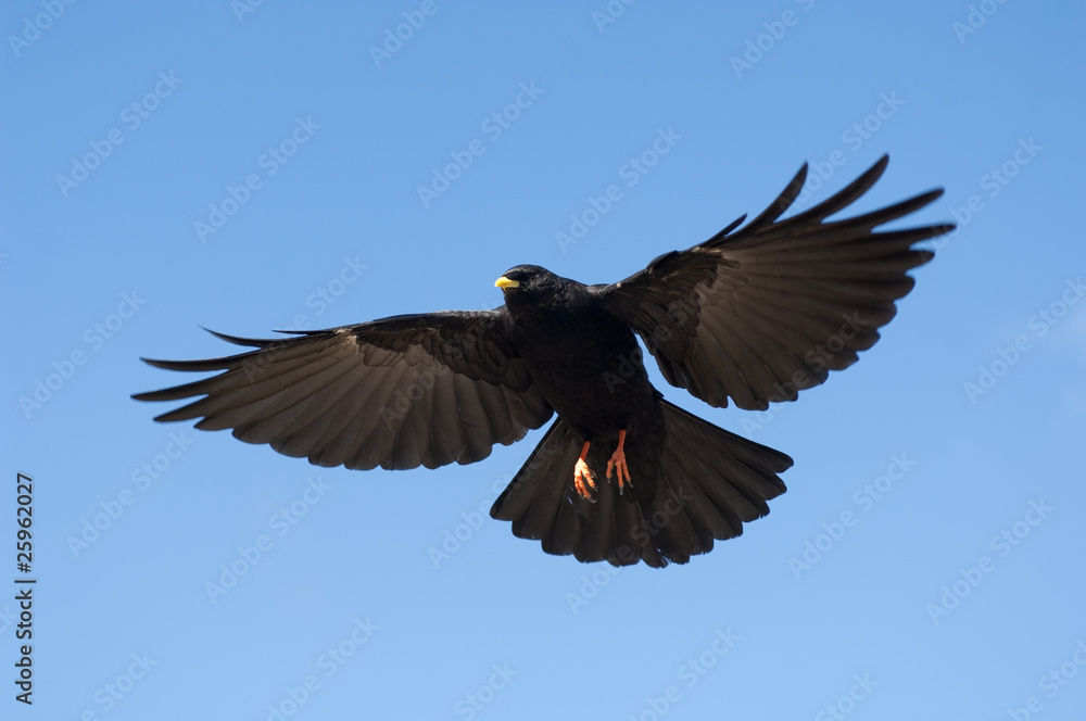 Obraz premium Alpendohle, Alpine Chough, Pyrrhocorax graculus