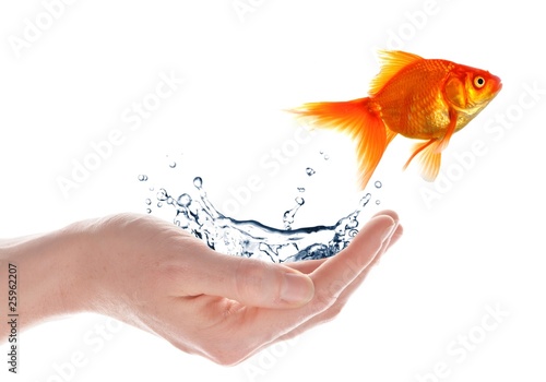 Obraz na plátně goldfish