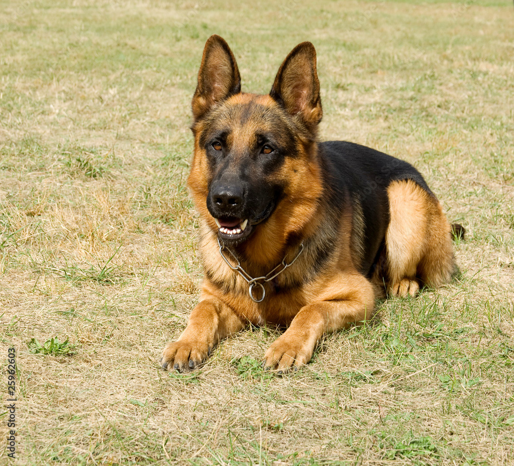 Laying german shepherd dog Laying german shepherd dog