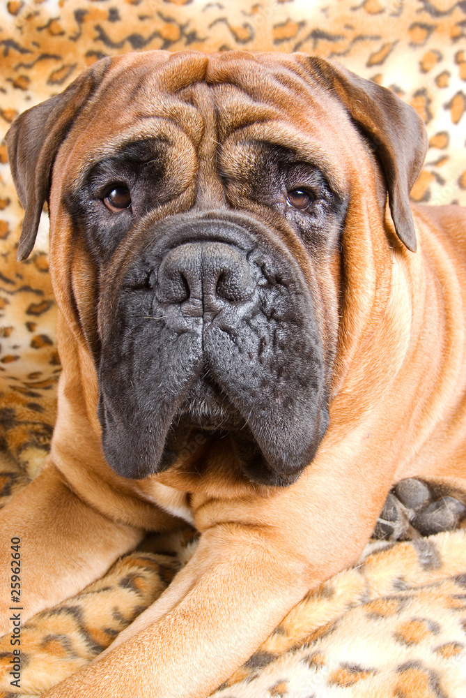 Portrait of big dog - bullmastiff
