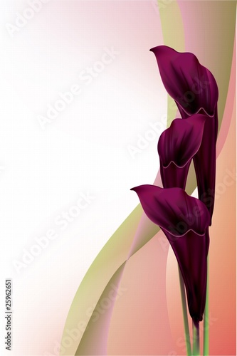 Beautiful black calla lilly