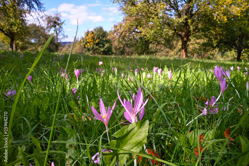 Herbstzeitlose auf einer Streuobstwiese