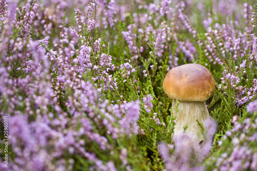 Mushroom in heather