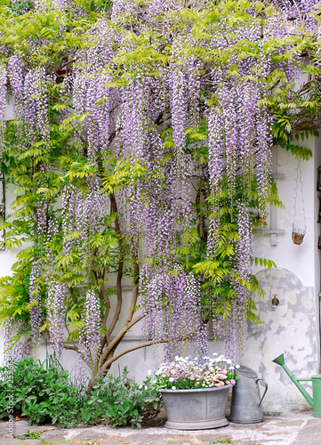 Photos wisteria