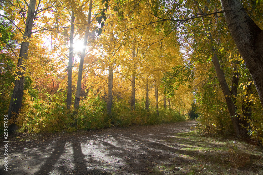 Obraz premium Autumn park