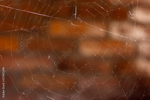 Cobweb © joycedragan