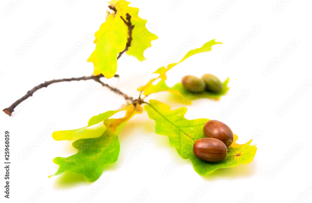 Acorns with leaves
